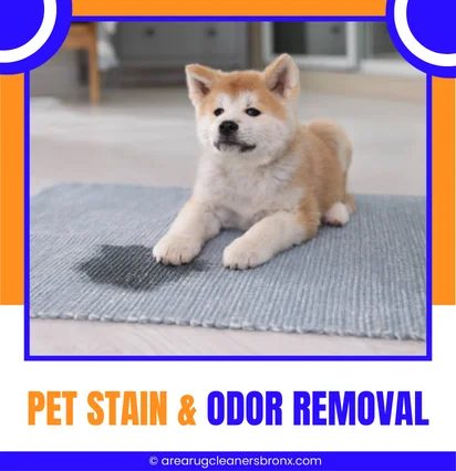 Pet Stain and Odor Removal